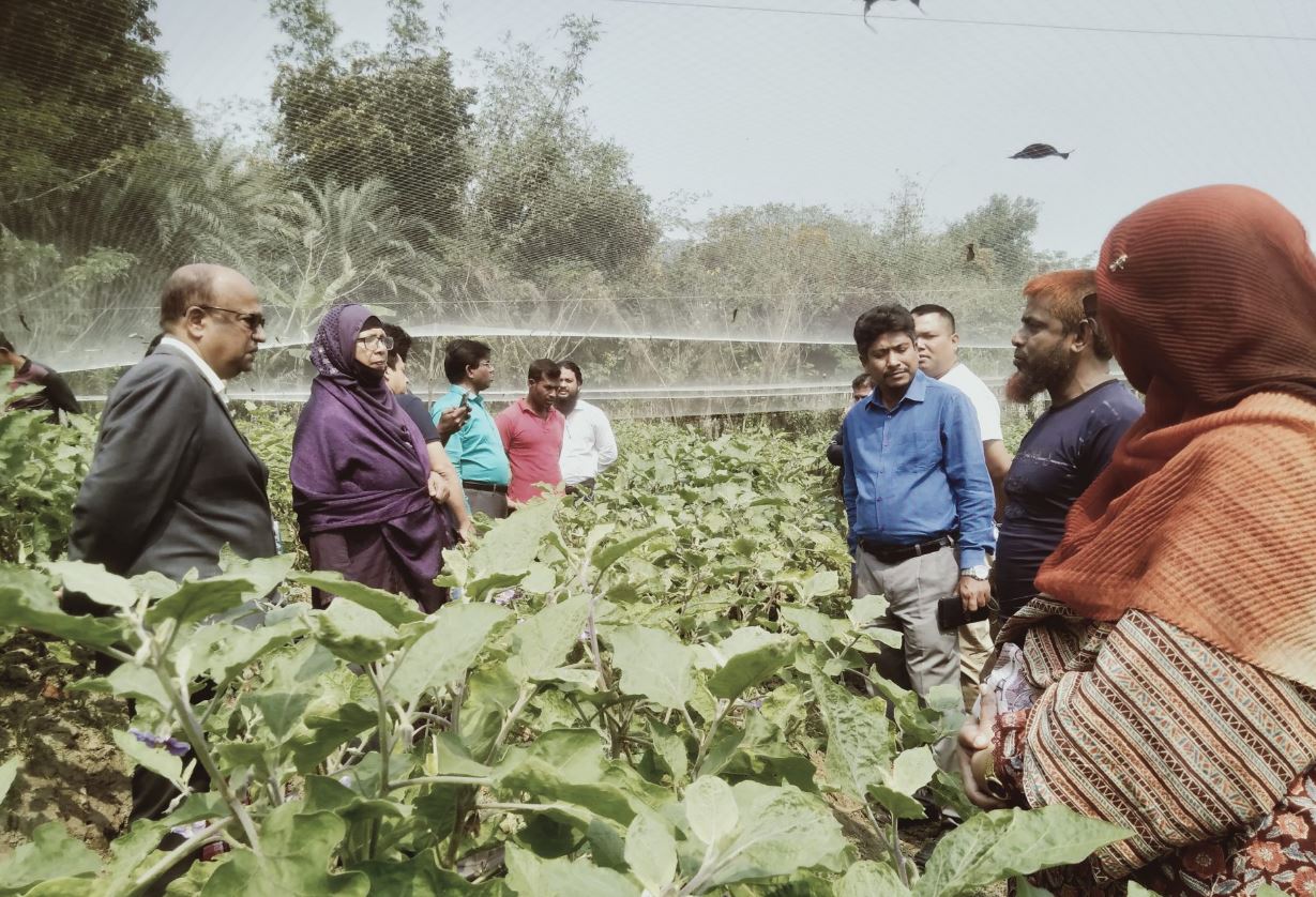 যশোর অঞ্চলে বিটি বেগুনের মাঠ পরিদর্শনে ইউএসএইড প্রতিনিধি দল