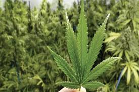 ভোলায় ৫ কেজি গাঁজাসহ আটক ১ জন