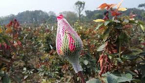 তিন দিবস ঘিরে যশোরে ফুলের রাজ্যে ব্যস্ততা