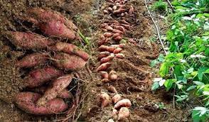 মিষ্টি আলুর বাম্পার ফলন পীরগঞ্জের করতোয়া নদী ঘেঁষা বালুচরে