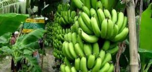 নরসিংদীর অমৃত সাগর 