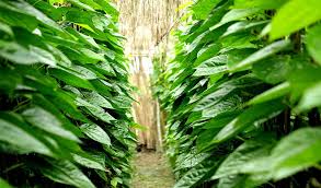 নড়াইলের পান যাচ্ছে বিভিন্ন জেলায়