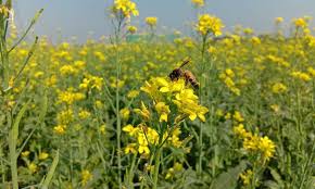 কুমিল্লায় ব্যাপকভাবে সরিষা চাষ করা হয়েছে।