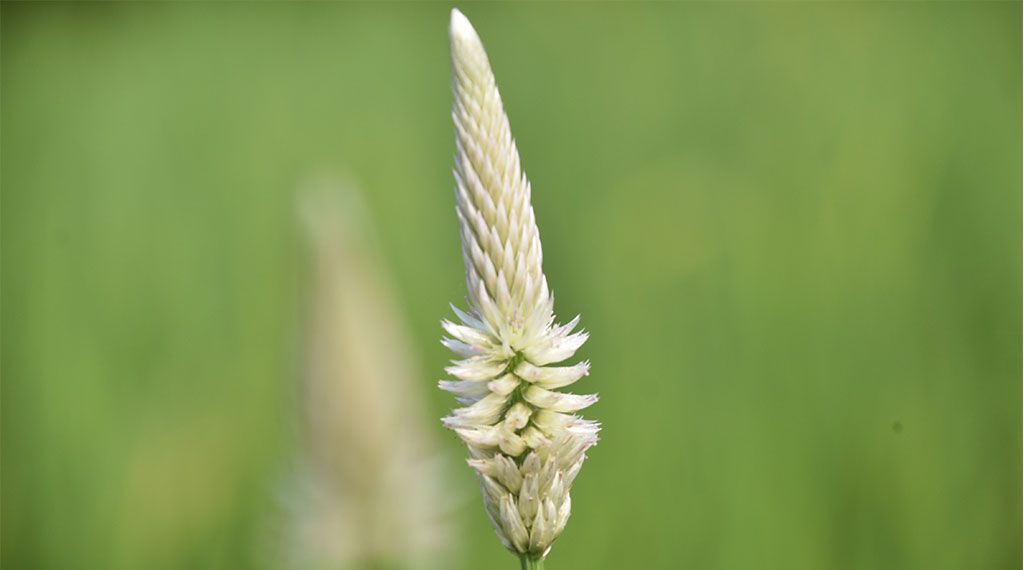 দিনের ছবি (২২ অক্টোবর, ২০২৬)