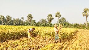 সিরাজগঞ্জের কাজীপুর: মাঠের পর মাঠজুড়ে আমন ধানের ঘ্রাণ