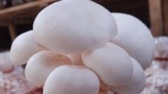 মাশরুম চাষ কি বাড়ছে, এটিই কি ব্যাঙের ছাতা?