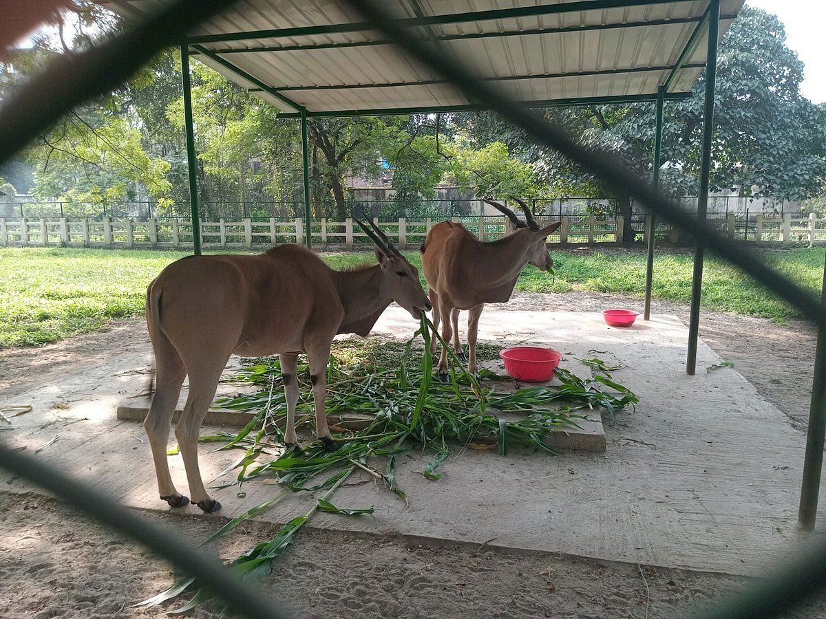 আবার চিতাবাঘ কেনার উদ্যোগ, নিঃসঙ্গ সিংহ, হায়েনা ও উল্লুকের সঙ্গী আনছে জাতীয় চিড়িয়াখানা