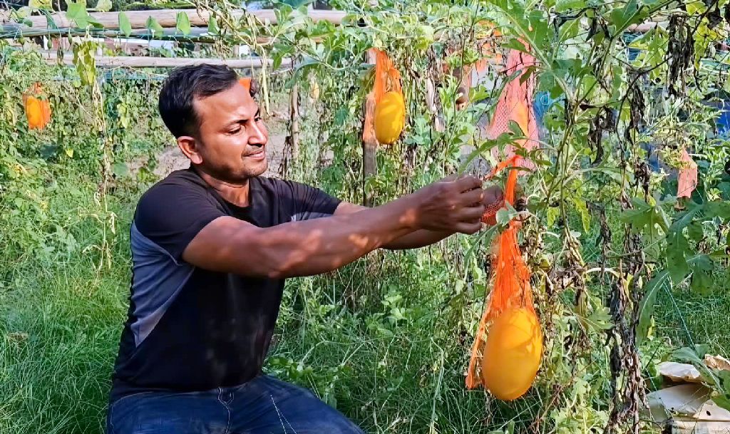 শখের চাষে বাজিমাত, হাসানুরের খেতে বাহারি তরমুজ
