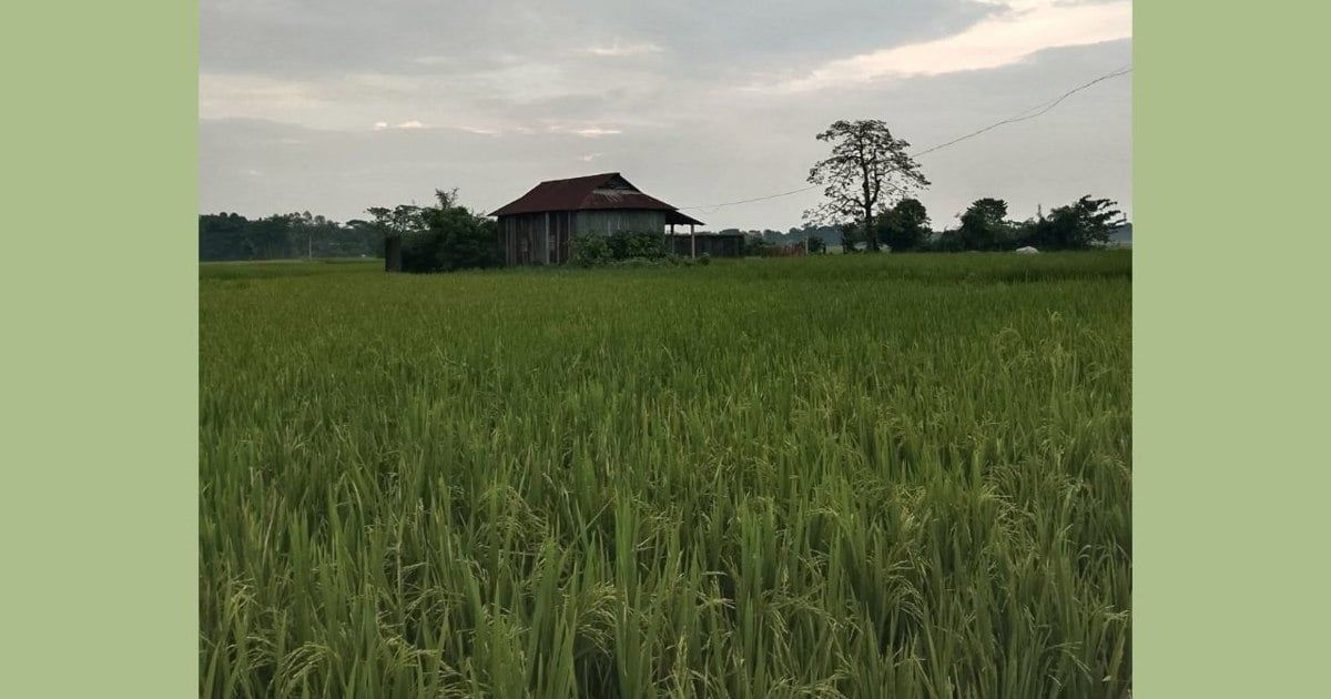 মোহনগঞ্জে আমন ধানে ফিরেছে প্রাণ, কৃষকের মুখে হাসি